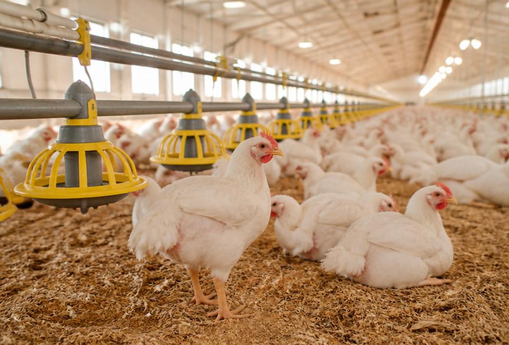 Poulets de chair dans un élevage moderne